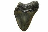 Bargain, Megalodon Tooth - North Carolina #152895-1